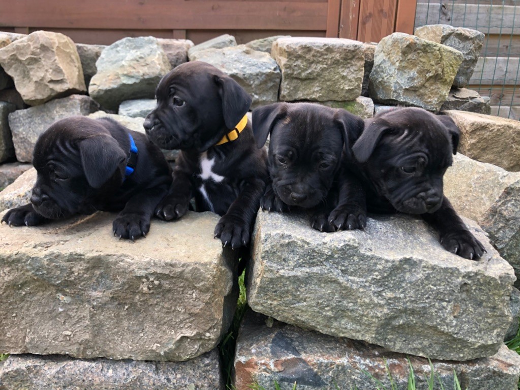 chiot Staffordshire Bull Terrier De L'Ame Des Pirates