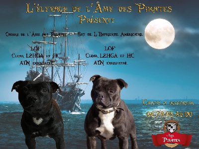 De L'Ame Des Pirates - Staffordshire Bull Terrier - Portée née le 27/04/2023