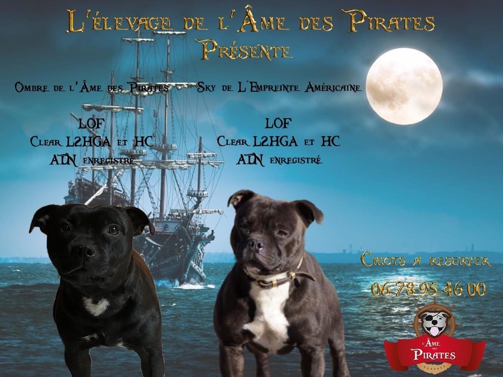 chiot Staffordshire Bull Terrier De L'Ame Des Pirates