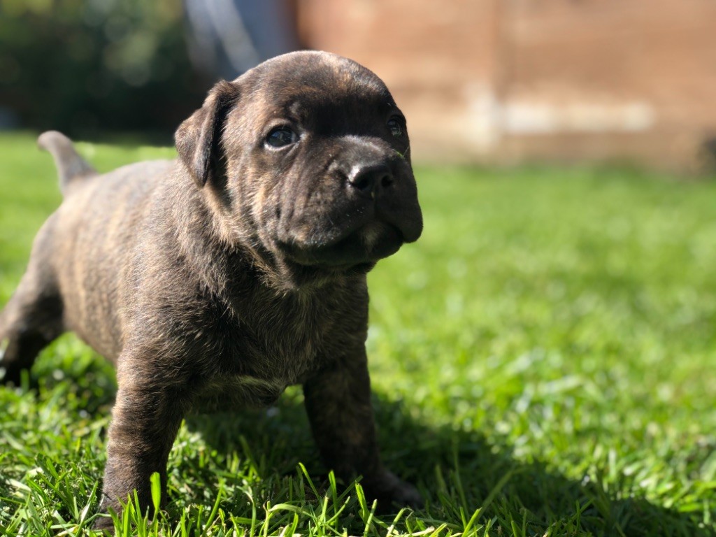 De L'Ame Des Pirates - Staffordshire Bull Terrier - Portée née le 28/02/2020
